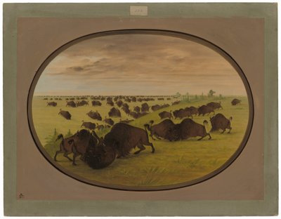 Kämpfende Stiere von George Catlin