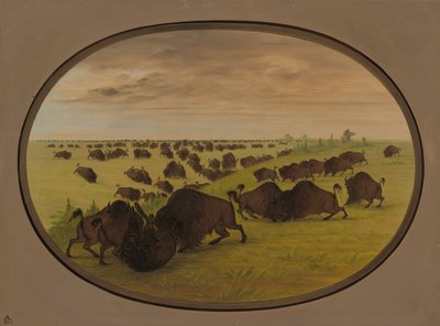 Kämpfende Stiere, 1861-1869 von George Catlin