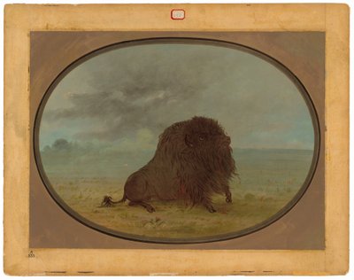 Sterbender Büffelbulle von George Catlin