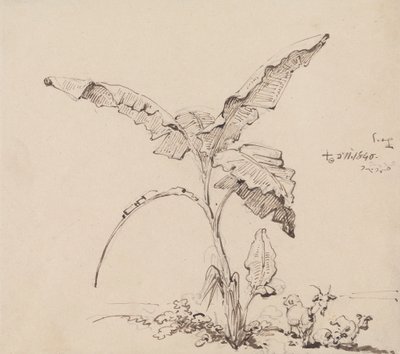 Ziegen unter einem Bananenbaum von George Chinnery