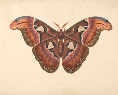 Atlas-Motte von George Edwards