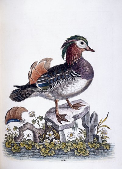 Chinesische Krickente, 1746 von George Edwards