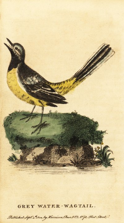 Gebirgsstelze, Motacilla cinerea, 1800 (Gravur) von George Edwards