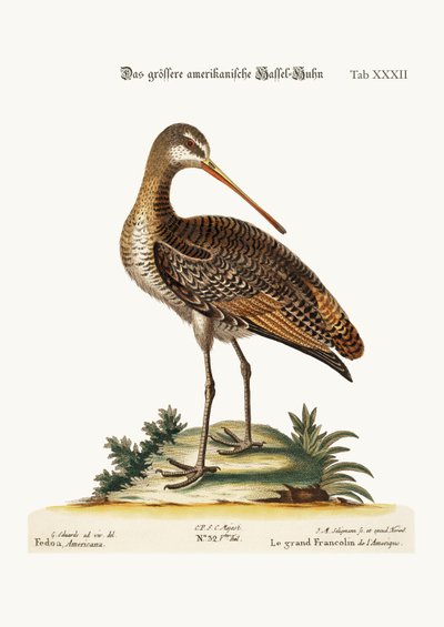 Der Große Amerikanische Godwit, 1749-73 von George Edwards
