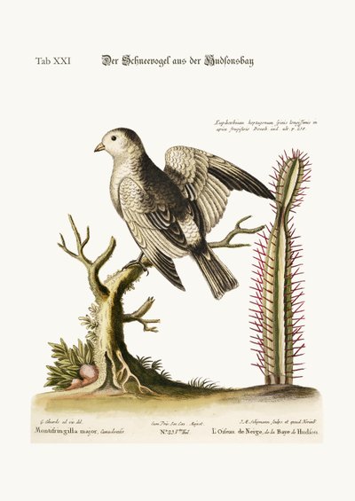 Der Schneevogel aus der Hudson Bay, 1749-73 von George Edwards