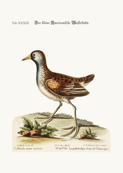 Das kleine amerikanische Wasserhuhn, 1749-73 von George Edwards