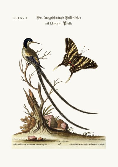 Der langschwänzige schwarzgekrönte Kolibri von George Edwards