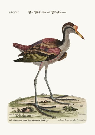 Der Spornflügel-Wasserhahn, 1749-73 von George Edwards