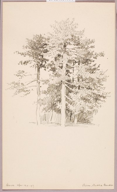 Kiefern, Öffentlicher Garten von George Elbert Burr