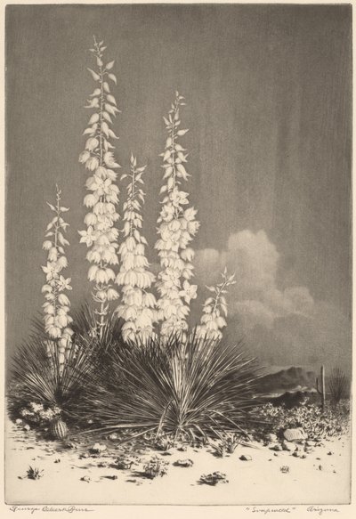 Seifenpflanze, Arizona (Nr. 2) von George Elbert Burr