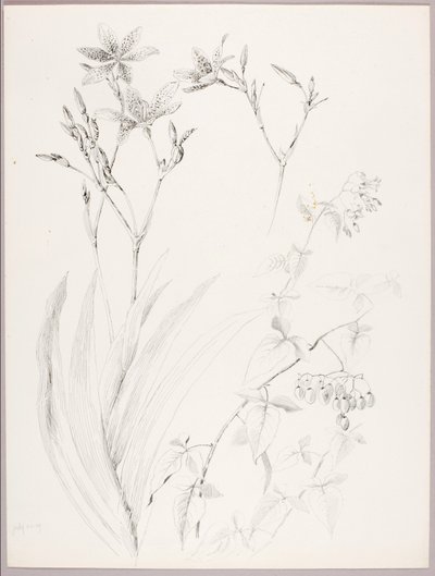 Ohne Titel (Botanische Studie) von George Elbert Burr