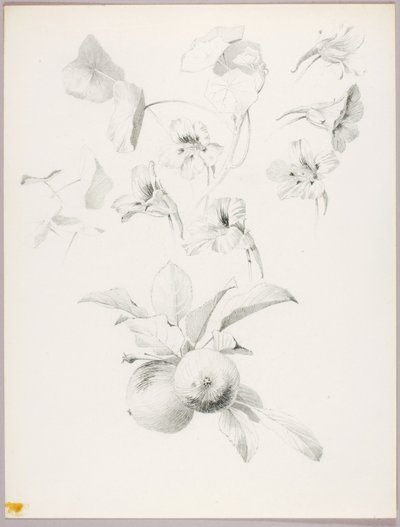 Ohne Titel (Botanische Studie) von George Elbert Burr