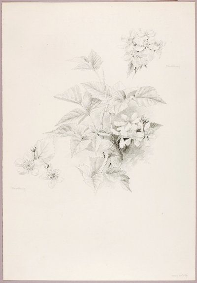 Ohne Titel (Tautropfen und Brombeere) von George Elbert Burr