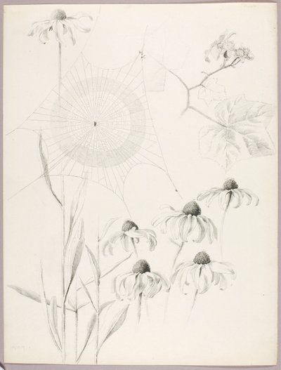 Ohne Titel (Spinnennetz und Gänseblümchen) von George Elbert Burr