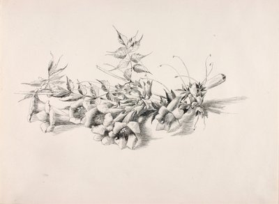 Ohne Titel (Trompetenblume, Campsis Radicans) von George Elbert Burr