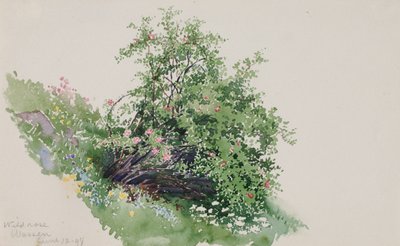 Wildrose, Wassen von George Elbert Burr