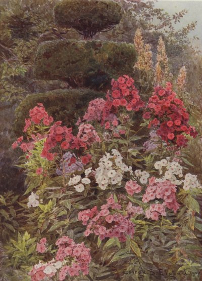 Phlox von George Samuel Elgood