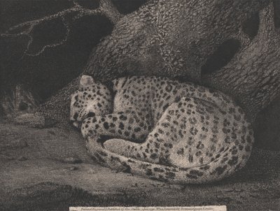 Ein schlafender Leopard von George Stubbs