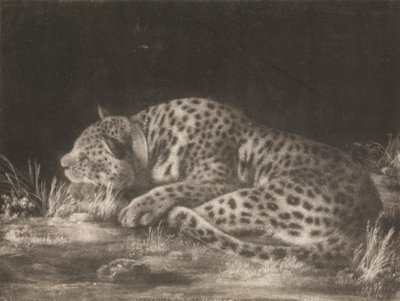 Ein Tiger (Schlafender Leopard) von George Stubbs