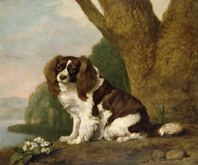 Fanny, ein braun-weißer Spaniel von George Stubbs