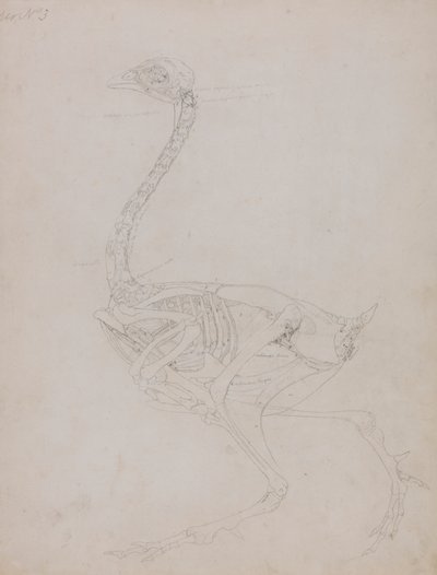Vogelkörper, Seitenansicht von George Stubbs