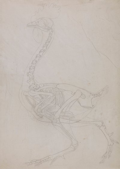 Vogelskelett, Seitenansicht (Umrisszeichnung) von George Stubbs