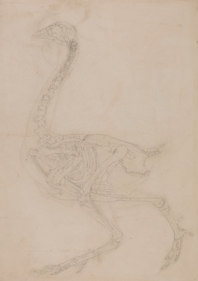 Vogelskelett, Seitenansicht von George Stubbs