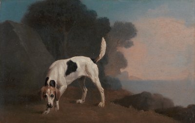 Foxhound, Foxhound auf der Fährte, ca. 1760 von George Stubbs