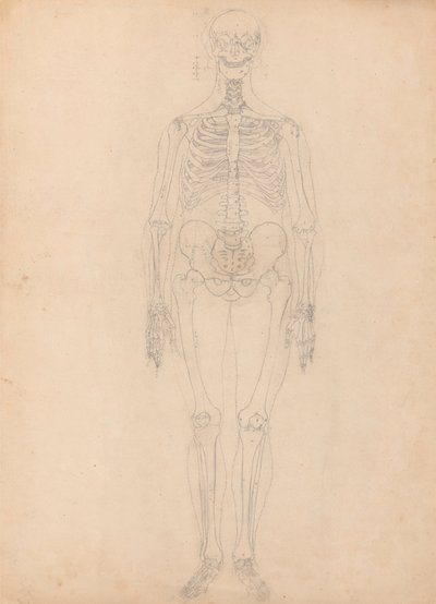 Menschliches Skelett, Vorderansicht von George Stubbs