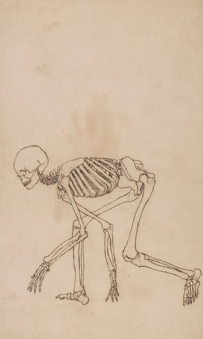 Menschliches Skelett, Seitenansicht von George Stubbs