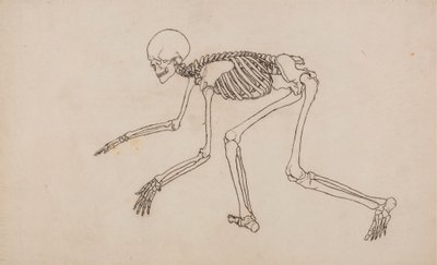 Menschliches Skelett, Seitenansicht von George Stubbs