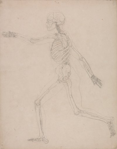 Menschliches Skelett, Seitenansicht von George Stubbs