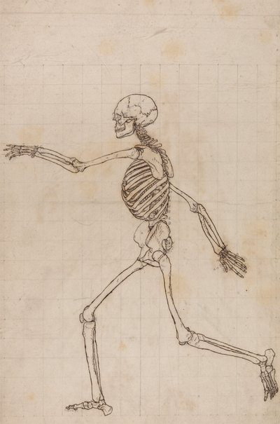 Menschliches Skelett, Seitenansicht von George Stubbs