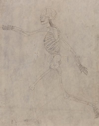 Menschliches Skelett, Seitenansicht von George Stubbs