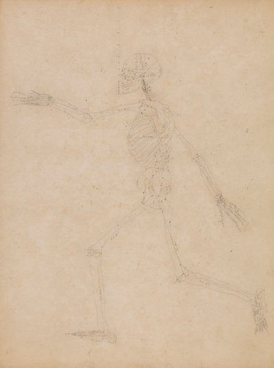 Menschliches Skelett, Seitenansicht von George Stubbs