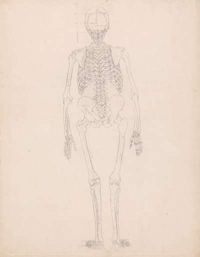 Menschliches Skelett, Rückansicht von George Stubbs