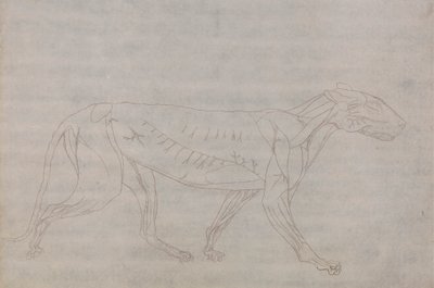Tigerkörper, Seitenansicht von George Stubbs