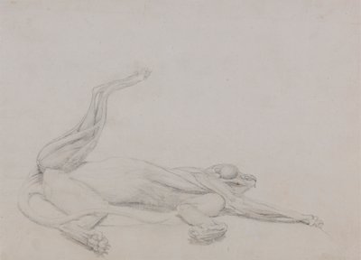 Tigerkörper, liegend, ventral betrachtet von George Stubbs