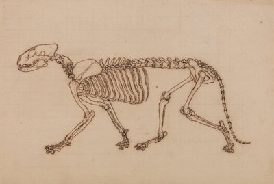 Tigerskelett, seitliche Ansicht von George Stubbs