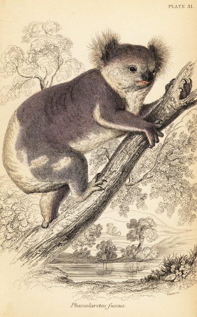 Koala, Phascolarctos cinereus (Stich) von Georges Robert Waterhouse