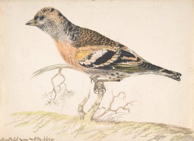 Bergfink, 1679 von Gerardus van Veen