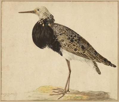 Stehender Kampfläufer von Gerardus van Veen
