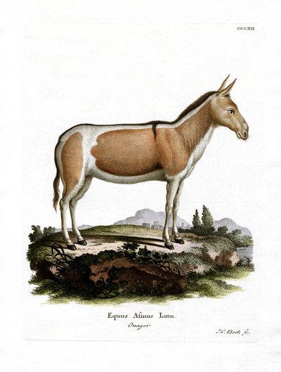 Afrikanischer Wildesel von German School
