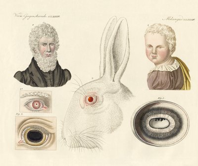 Albinos von German School