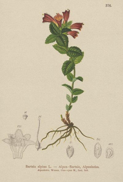 Alpen-Bartfaden (Bartsia alpina) von German School