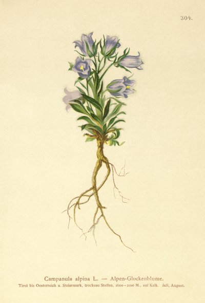 Alpenglockenblume von German School