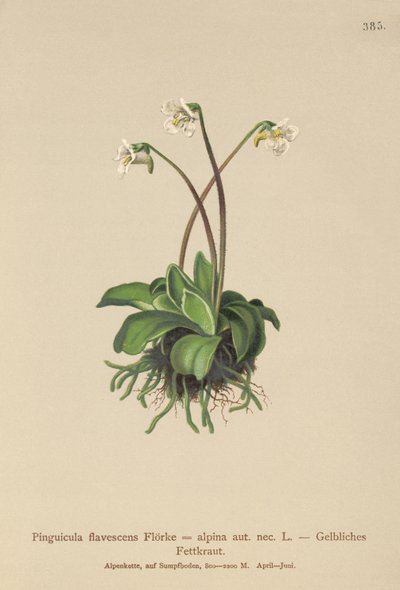 Alpen-Fettkraut (Pinguicula flavescens, Pinguicula alpina) von German School