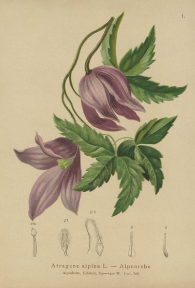 Alpen-Waldrebe (Atragene alpina, Clematis alpina) von German School