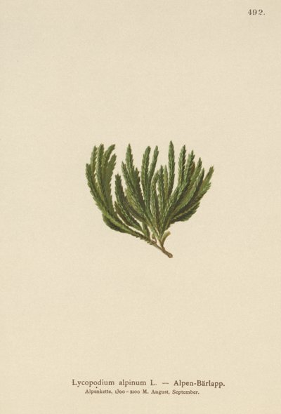 Alpen-Bärlapp (Lycopodium alpinum, Diphasiastrum alpinum) von German School