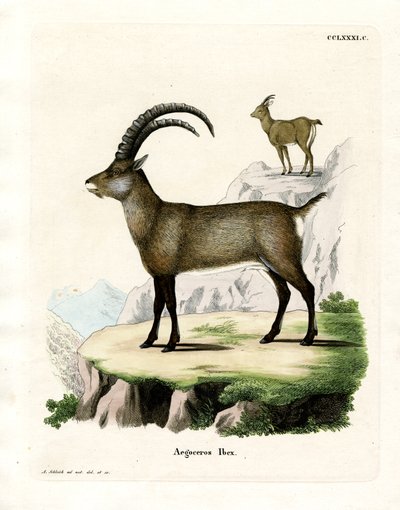 Alpensteinbock von German School